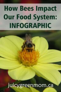 how bees impact our food system infographic juicygreenmom