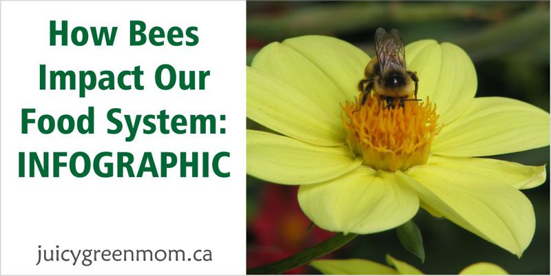 how bees impact our food system juicygreenmom landscape