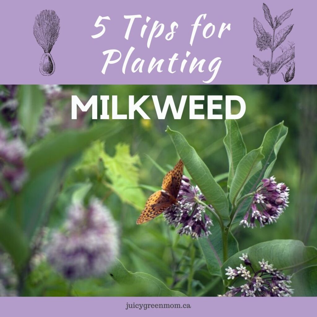 5 Tips for Planting Milkweed juicygreenmom