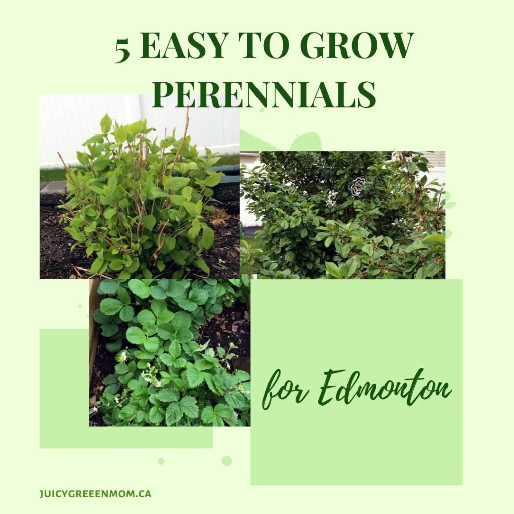 5 easy to grow perennials for Edmonton juicygreenmom IG