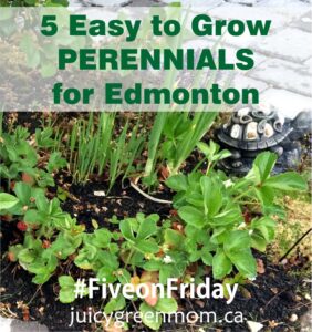 easy to grow perennials for Edmonton juicygreenmom