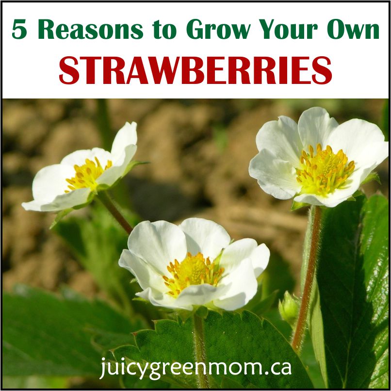 reasons to grow your own strawberries five on friday blooms juicygreenmom