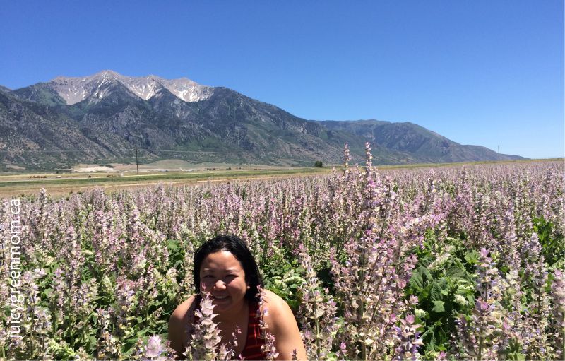 in clary sage field Young Living lavender farm in Utah juicygreenmom