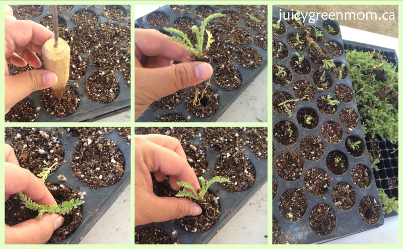 planting yarrow Young Living lavender farm in Utah juicygreenmom