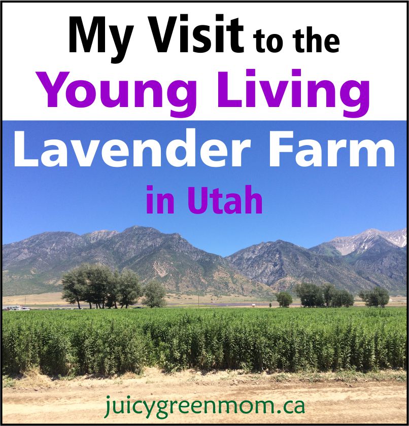 visit Young Living lavender farm in Utah juicygreenmom