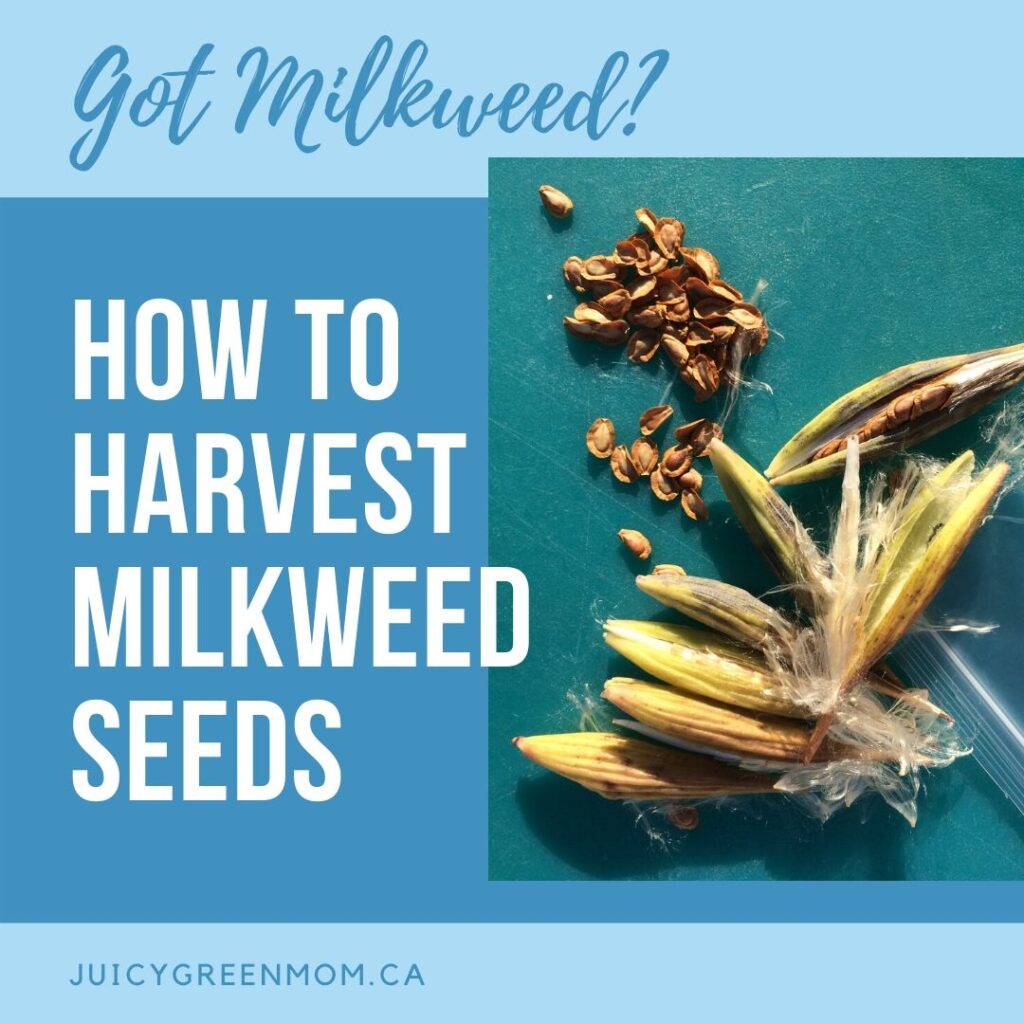 Got Milkweed_ how to harvest milkweed seeds juicygreenmom IG