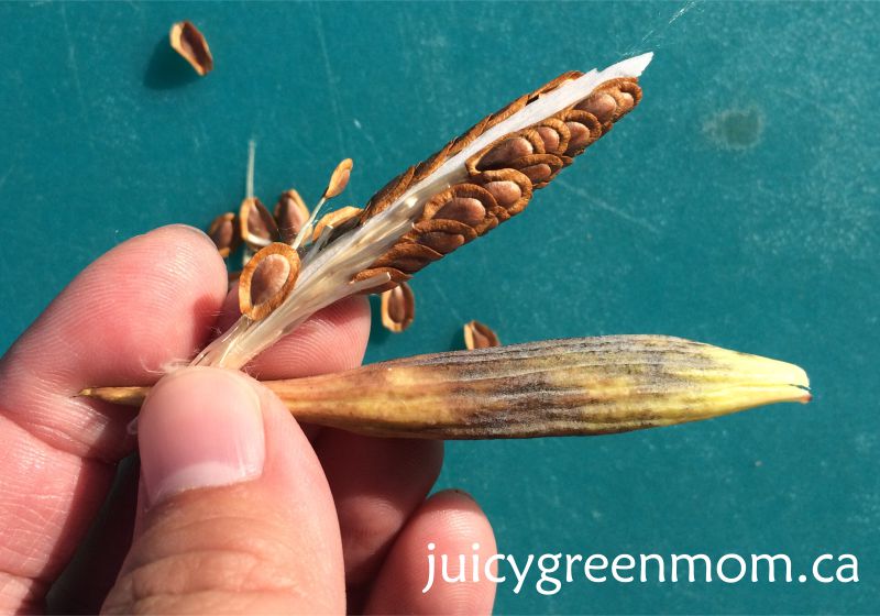 how-to-harvest-milkweed-seeds-juicygreenmom