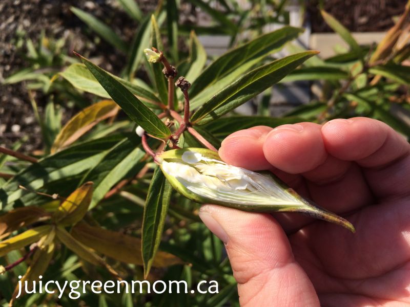 unripe-milkweed-seeds-juicygreenmom