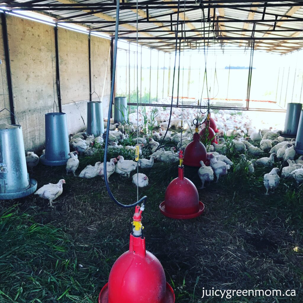 sunworks farm leaders in organic and humane farming part 1 chicken shelter juicygreenmom