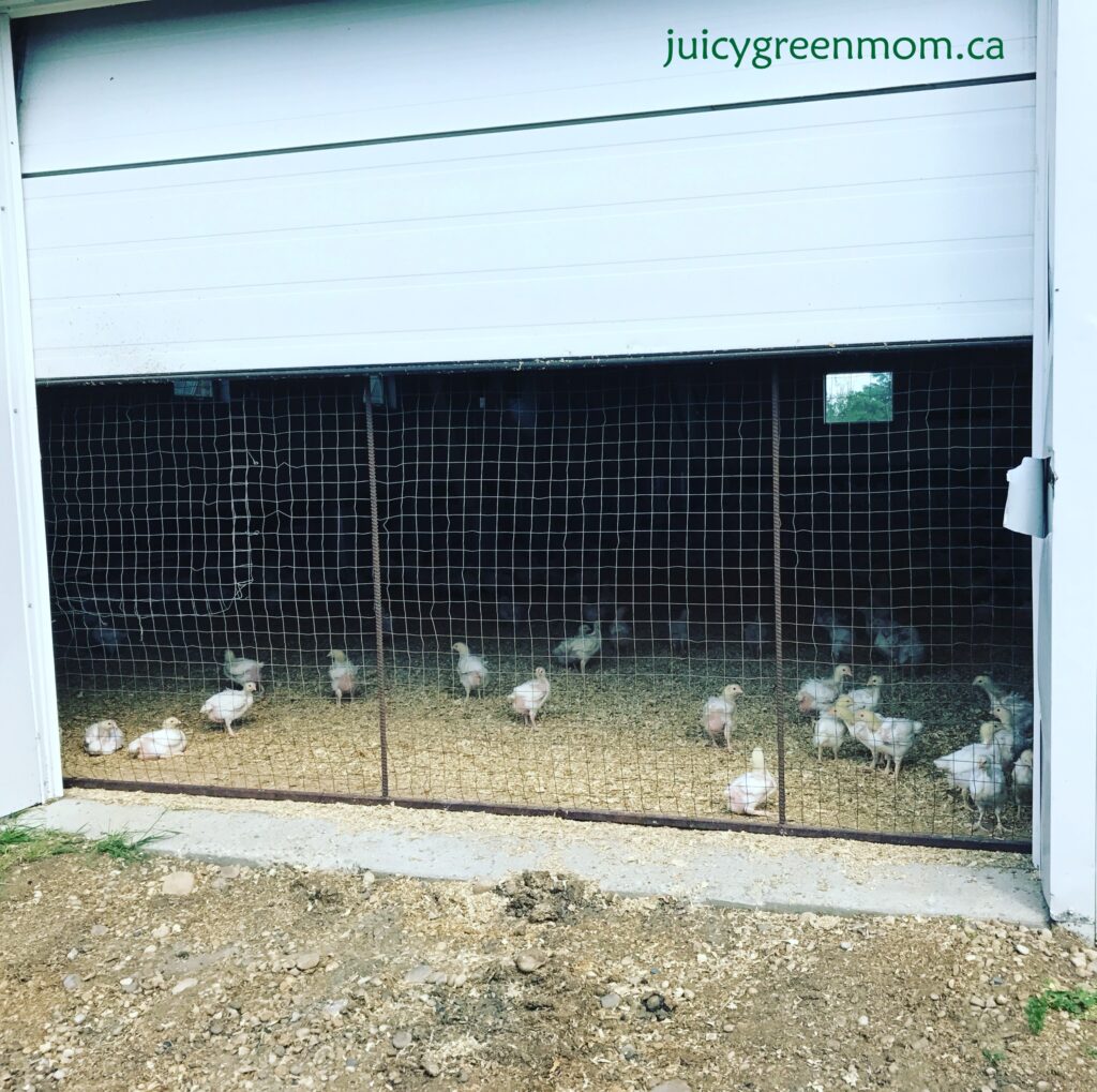 sunworks farm leaders in organic and humane farming part 1 chicks juicygreenmom