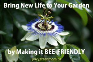 bring new life to your garden by making it bee friendly juicygreenmom