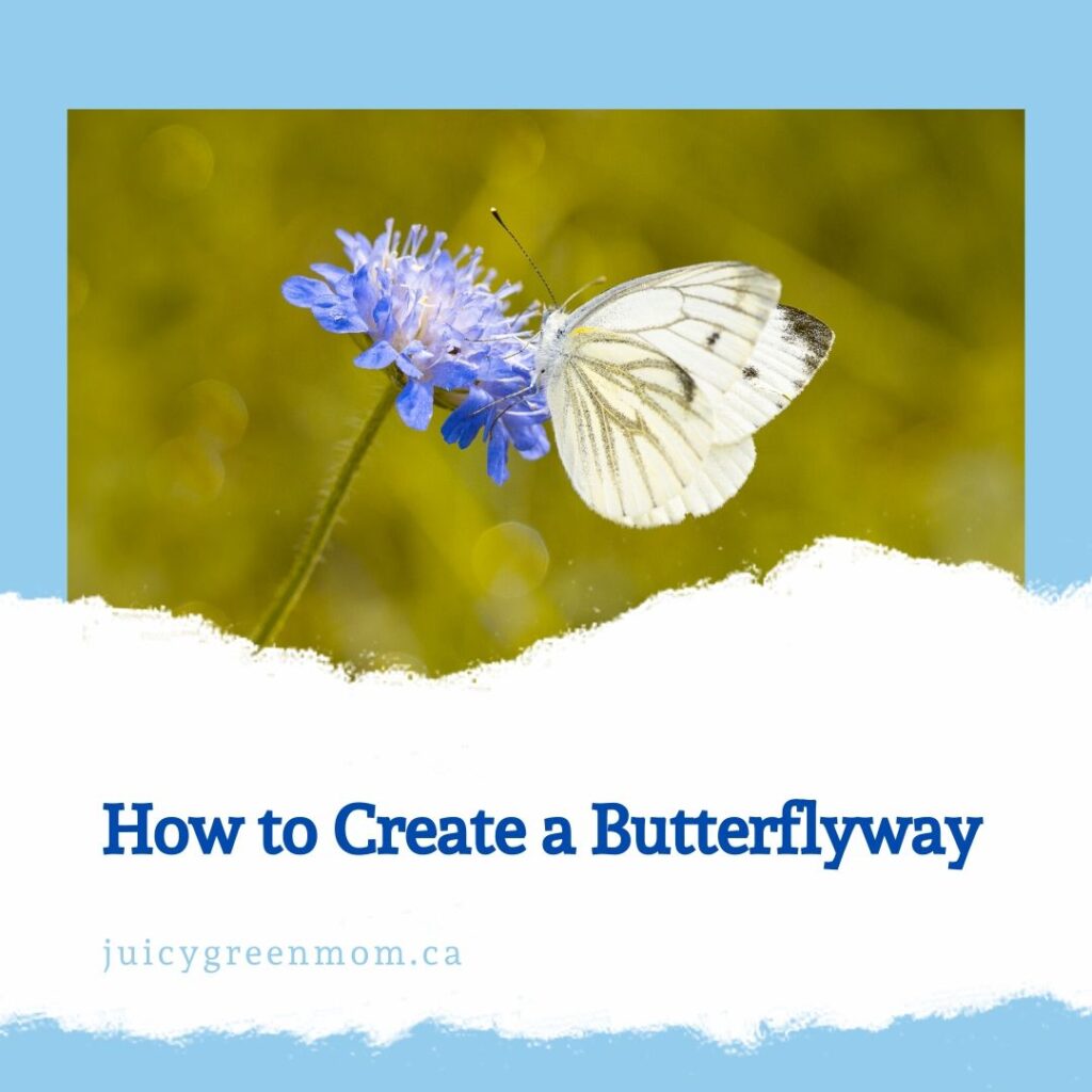 how to create a butterflyway juicygreenmom