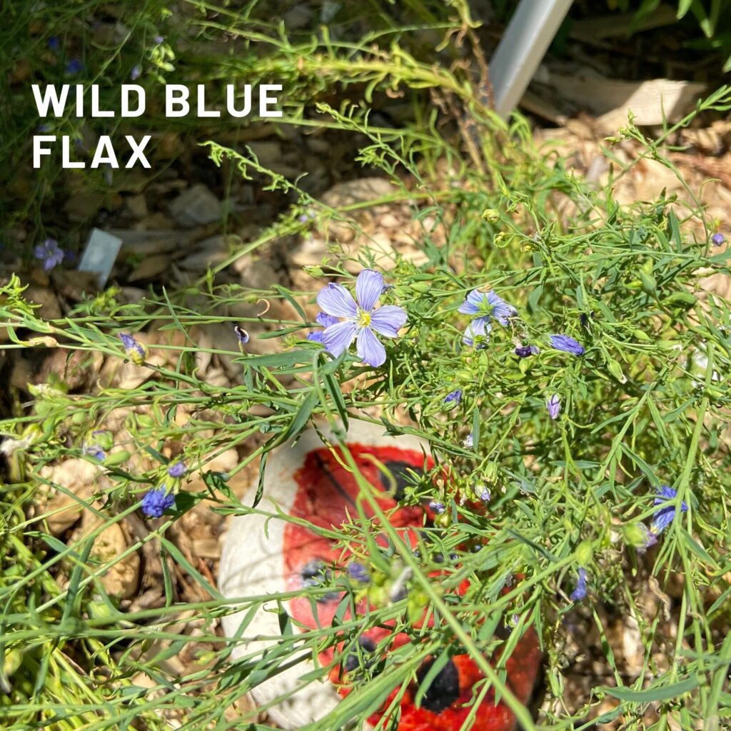 Wild blue Flax native plants butterflyway juicygreenmom
