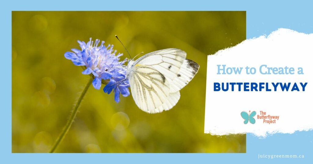 how to create a butterflyway main page graphic juicygreenmom
