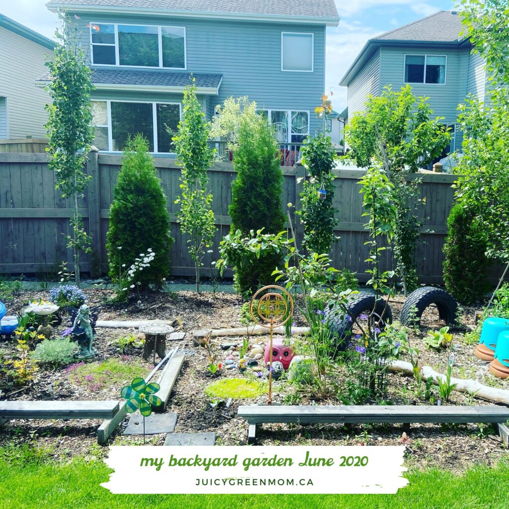 my backyard garden butterflyway juicygreenmom june 2020