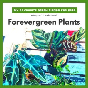 my favourite green things for 2020 forevergreen plants juicygreenmom