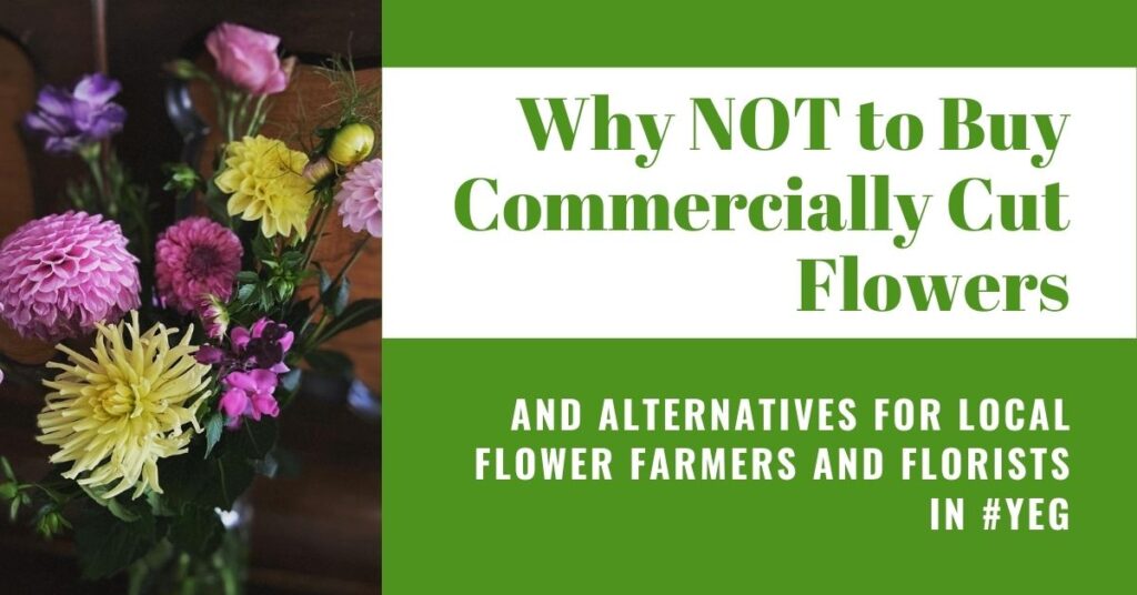 Why NOT to buy commercially cut flowers - and alternatives in #YEG